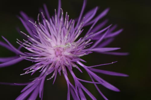 Kostnadsfri bild av makro, Spindel, vacker blomma