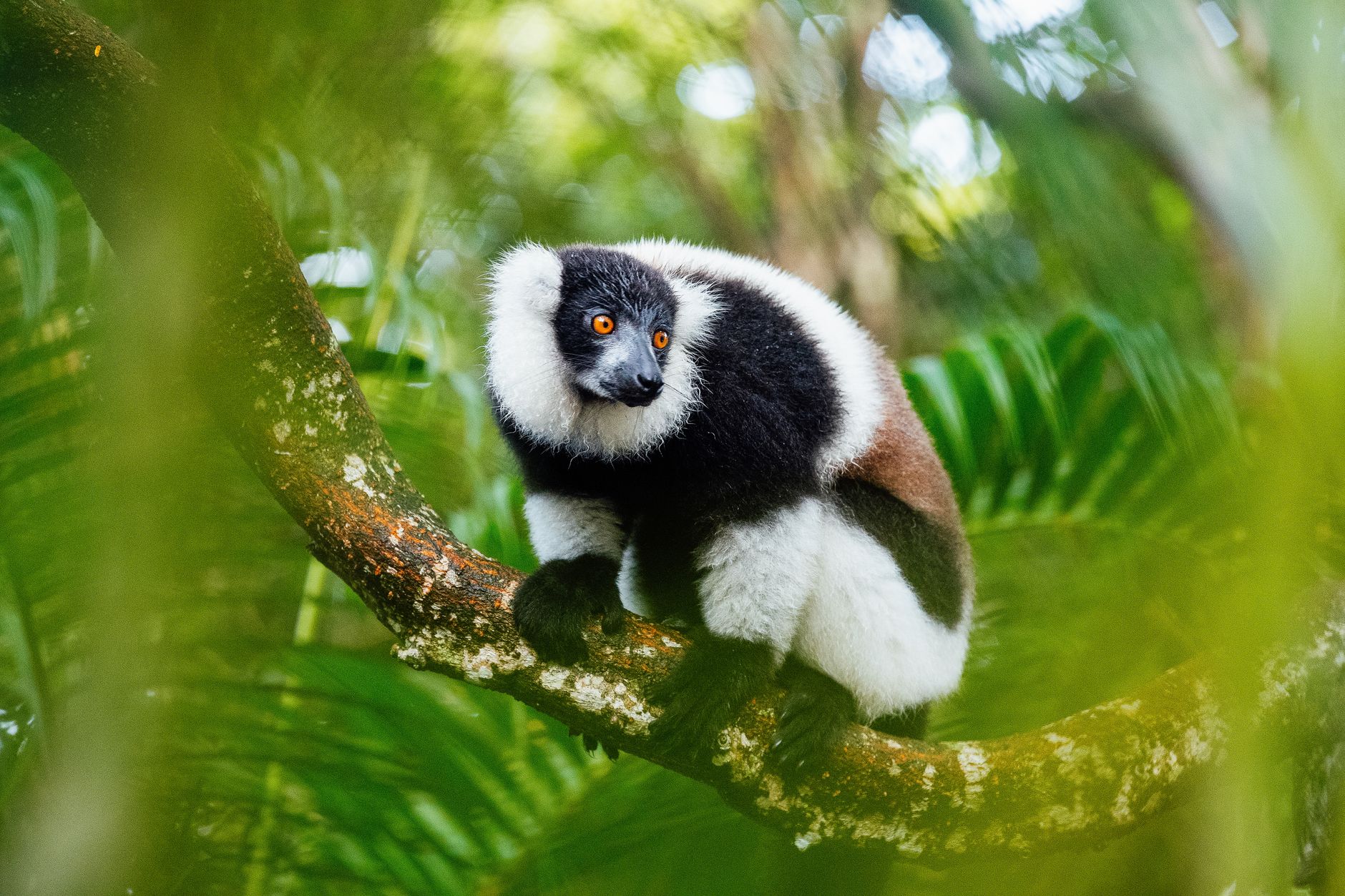 Madagascar, Madagascar