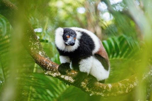 Close-up shot of a black-and-white ruffed lemur in its natural habitat in Madagascar.