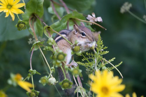 A Chipmunk Eating Flowers