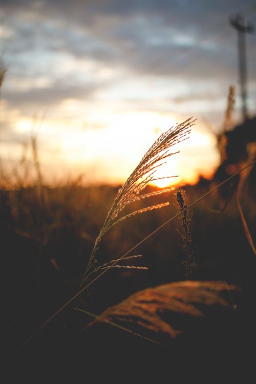 Free Beautiful close-up of grass at sunset creating a serene, natural scene. Stock Photo