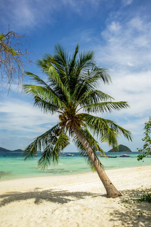 Бесплатное стоковое фото с белый песок, вертикальный выстрел, кокосовая пальма