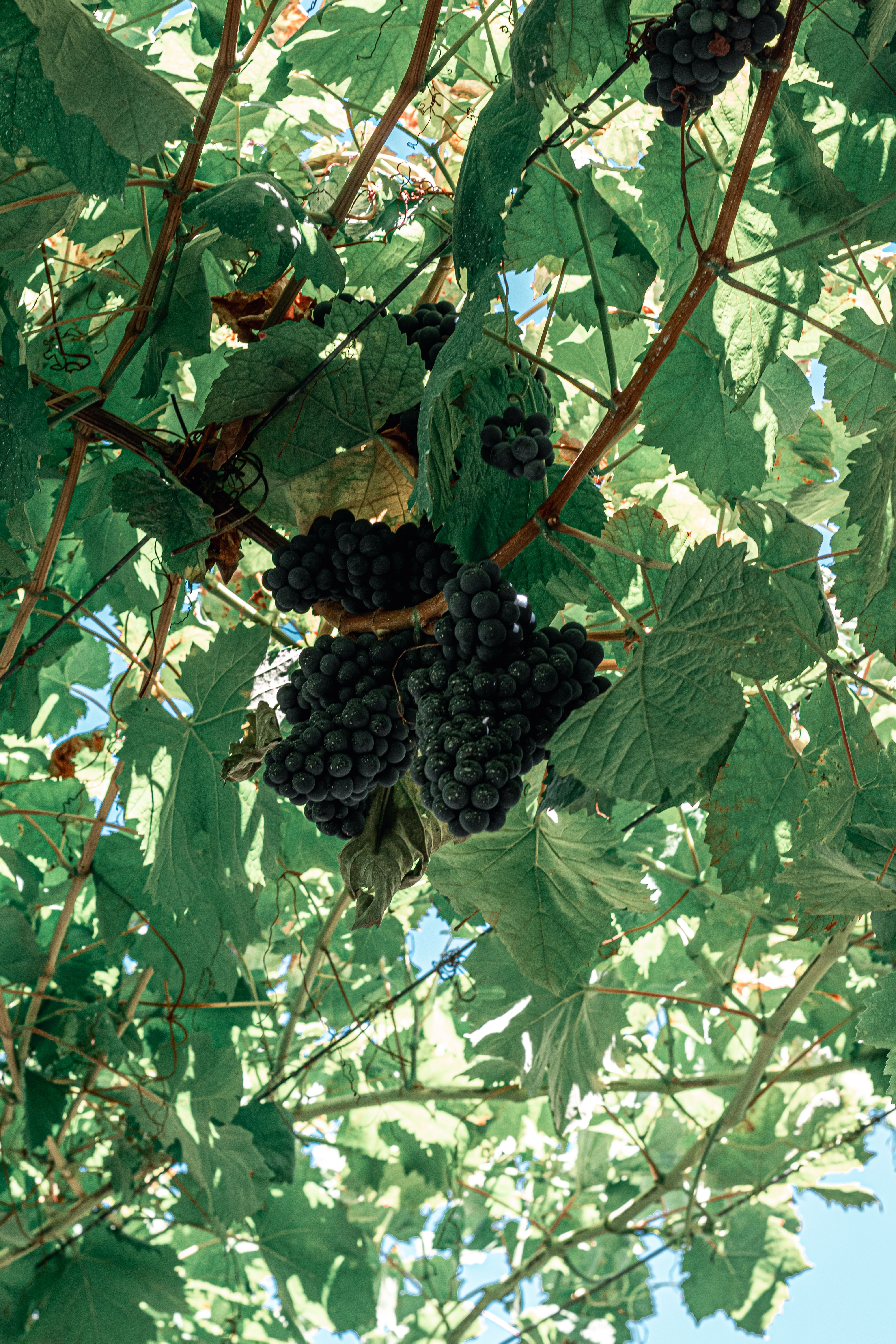 Grappes de raisin noir suspendues sous une treille, vues d'en dessous à travers les feuilles