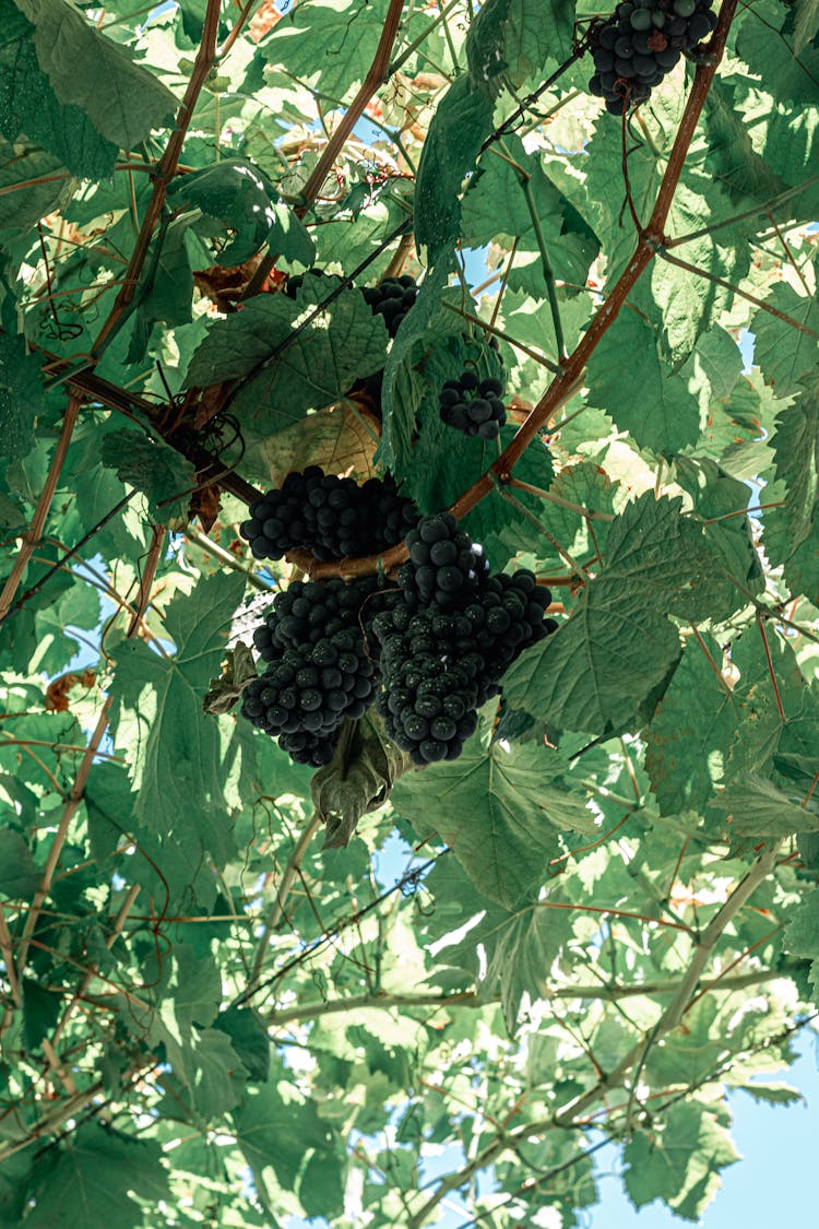 Low Angle Shot Of The Blue Fruits Of A Tree