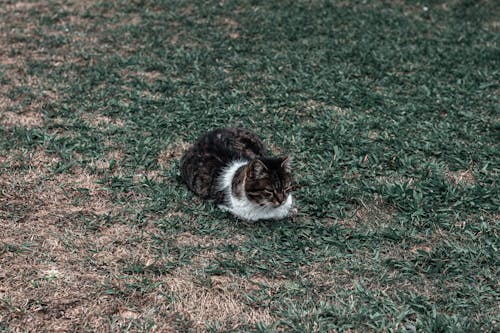 Black and White Cat on Green Grass 