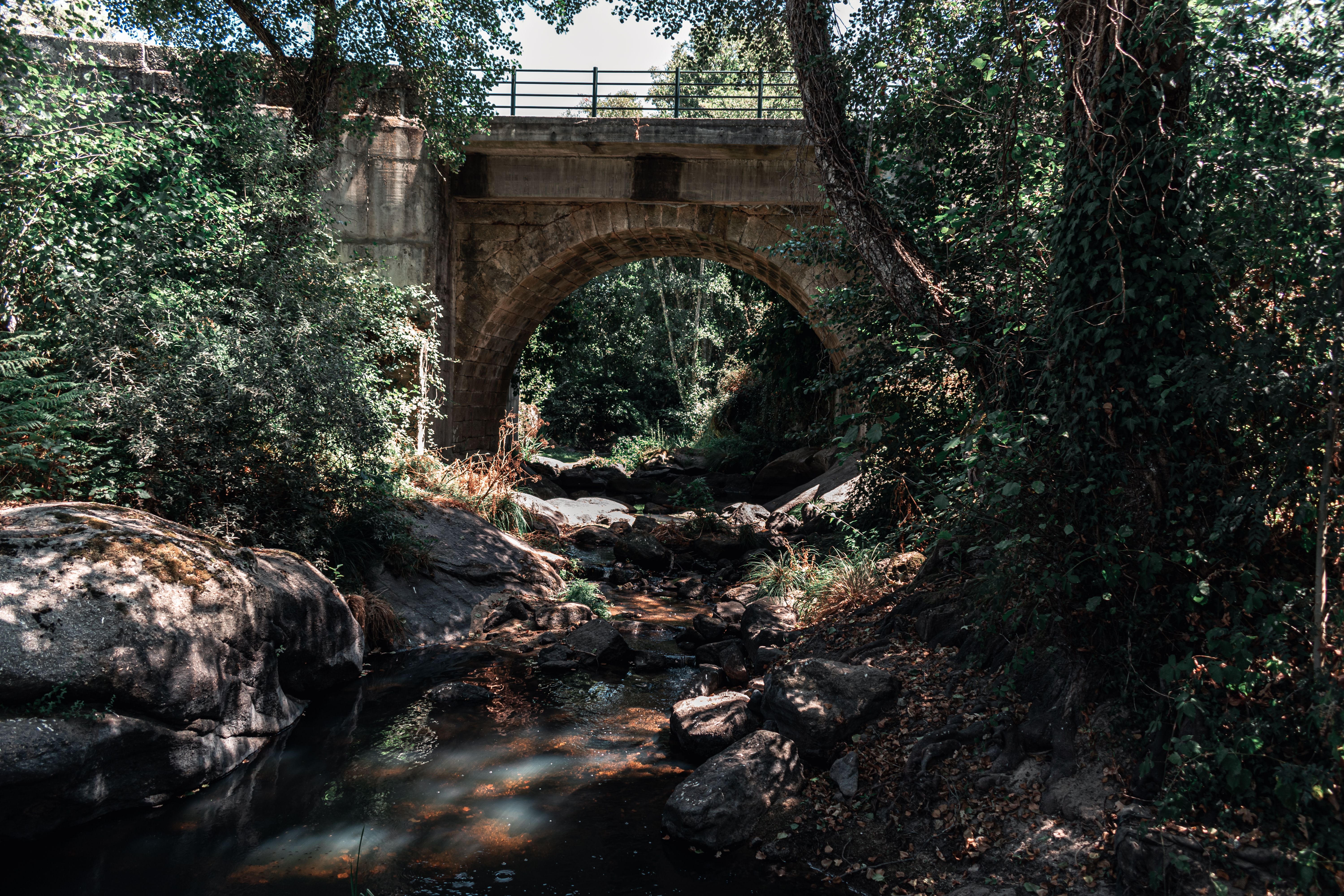 Stone Bridge in Wild Forest · Free Stock Photo