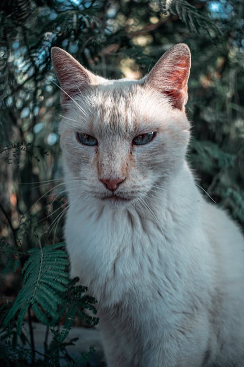 Beyaz kedi, dikey atış, hayvan fotoğrafçılığı içeren Ücretsiz stok fotoğraf