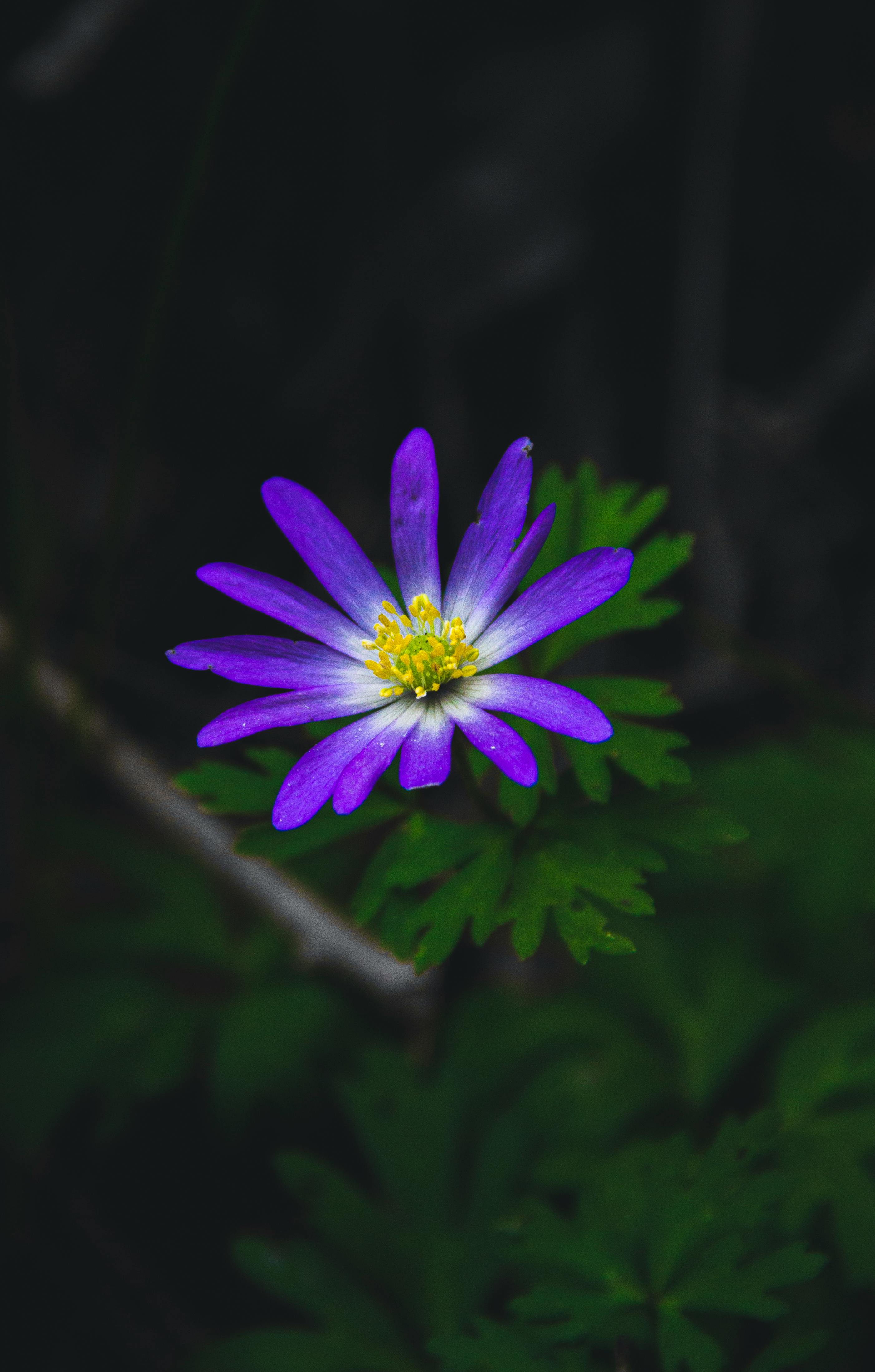 Anemone blanda