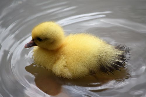 Close-Up Shot of a Duckling 