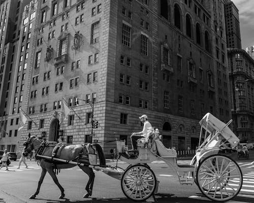 Základová fotografie zdarma na téma černobílý, kočár, kůň