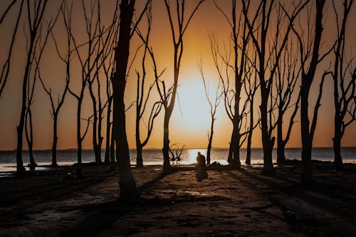 Darmowe zdjęcie z galerii z gałęzie, krajobraz, morze