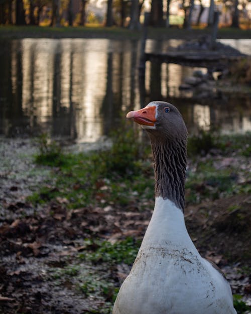 Close Up Photo of a Goose