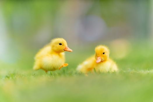 A captivating image of two fluffy ducklings in a vibrant outdoor setting, perfect for nature lovers.