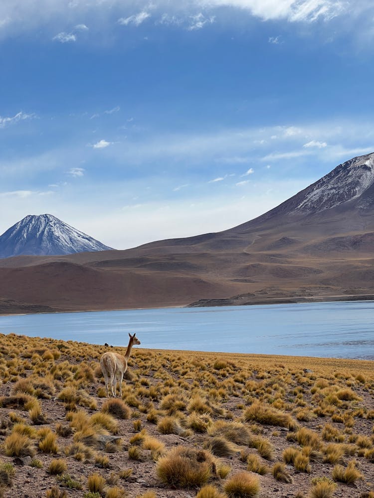 Vicuna Looking At The Lake