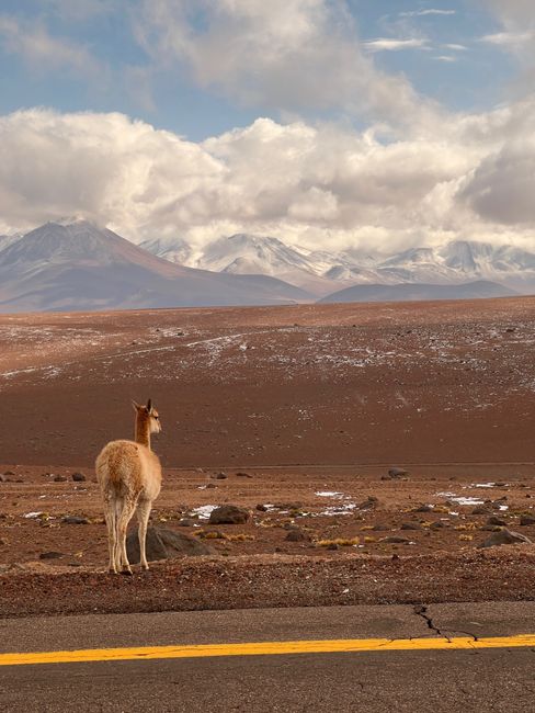 Lone llama standing in Chile's Atacama Desert with Andes Mountains in the background.