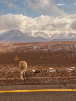 A vicuna stands near a road in the vast Atacama Desert, Chile, with the Andes mountains in the background.