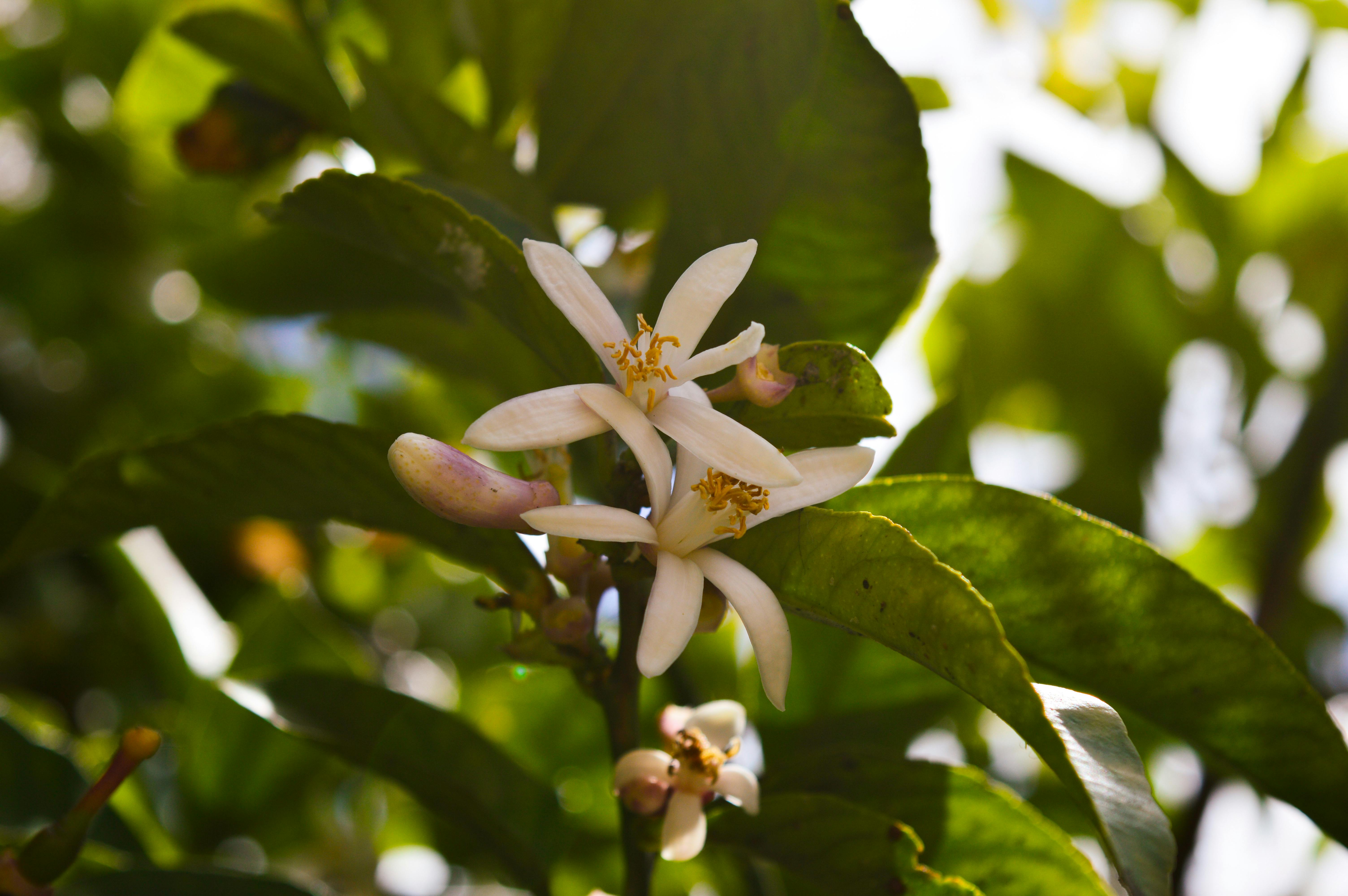 Lemon Blossom Photos, Download The BEST Free Lemon Blossom Stock Photos