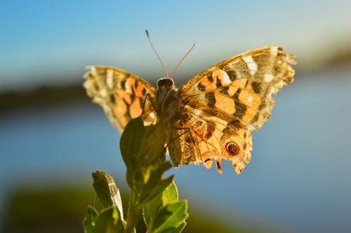 Free Butterfly Perched on Green Plant Stock Photo