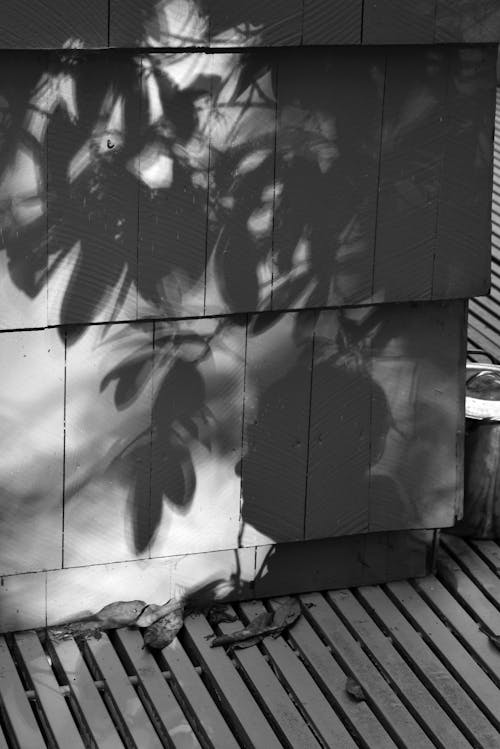 Shadow of Plants on White Concrete Wall