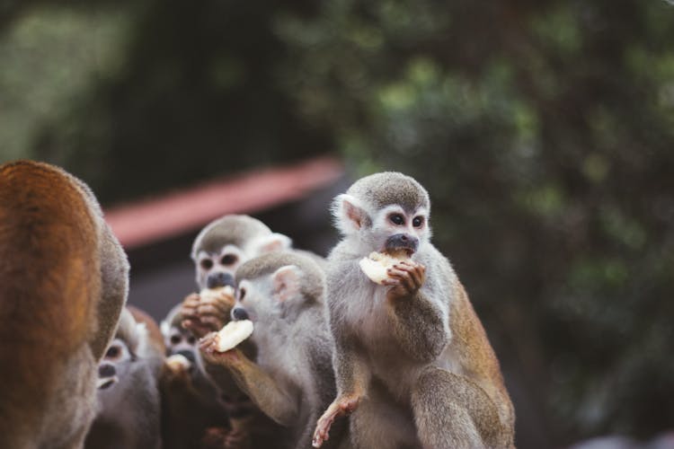 Close-Up Photograph Of Squirrel Monkeys