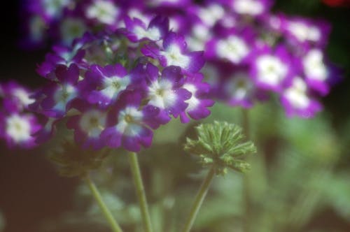 꽃, 꽃 사진, 식물의 무료 스톡 사진