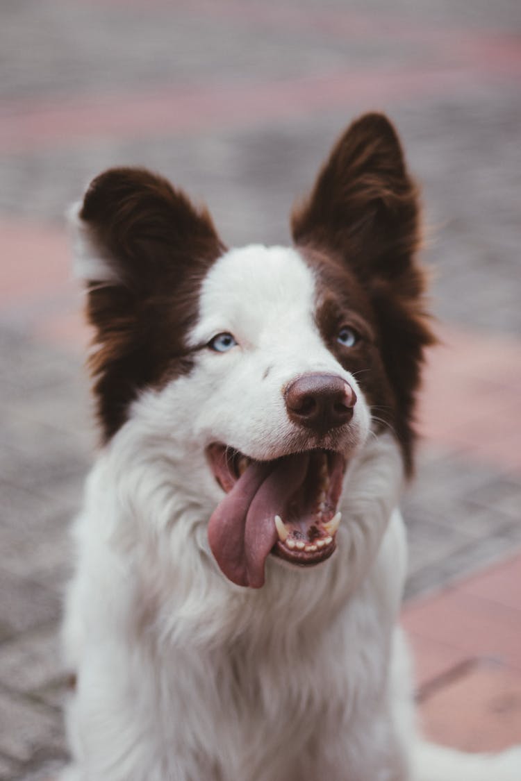 Dog In Close Up Photography