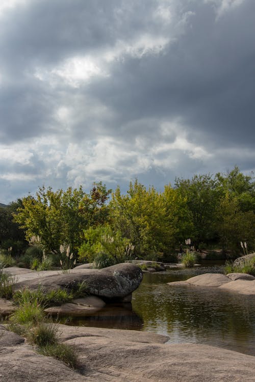 Foto d'estoc gratuïta de arbres, ennuvolat, fons de pantalla per al mòbil