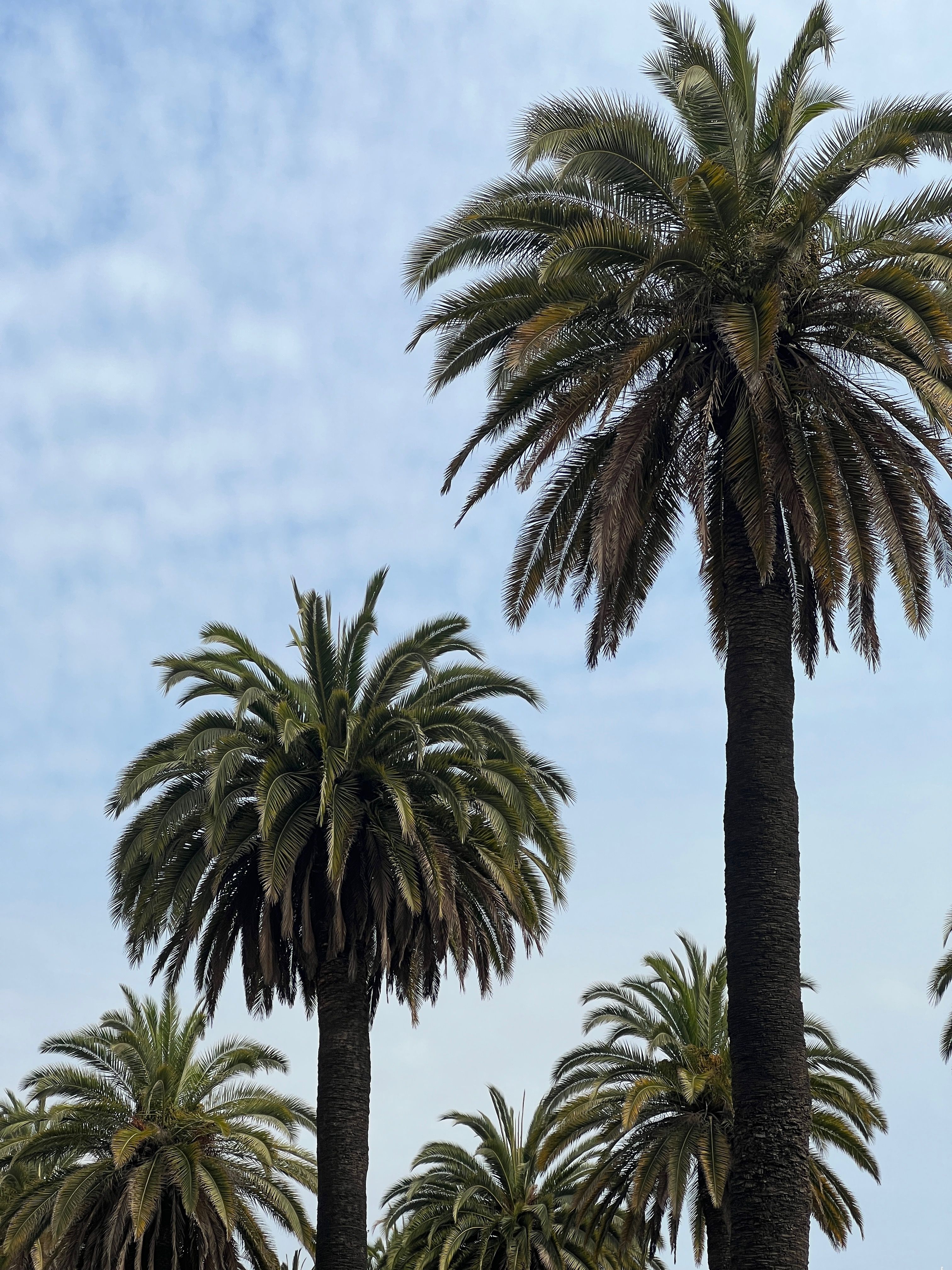 A Palm Tree Under the Blue Sky · Free Stock Photo