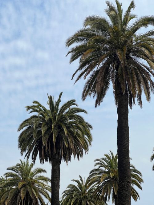 Free Tall palm trees reach towards a bright blue sky in Viña del Mar, Chile. Stock Photo