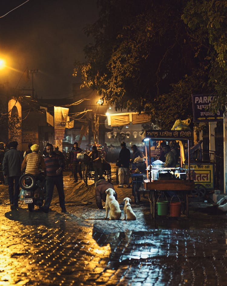 Two Dogs Sitting On A Sidewalk At Night