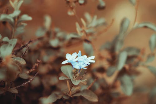 Gratis stockfoto met blauwe bloemen, bloeiend, bloem fotografie