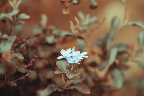 Blue Flowers with Green Leaves