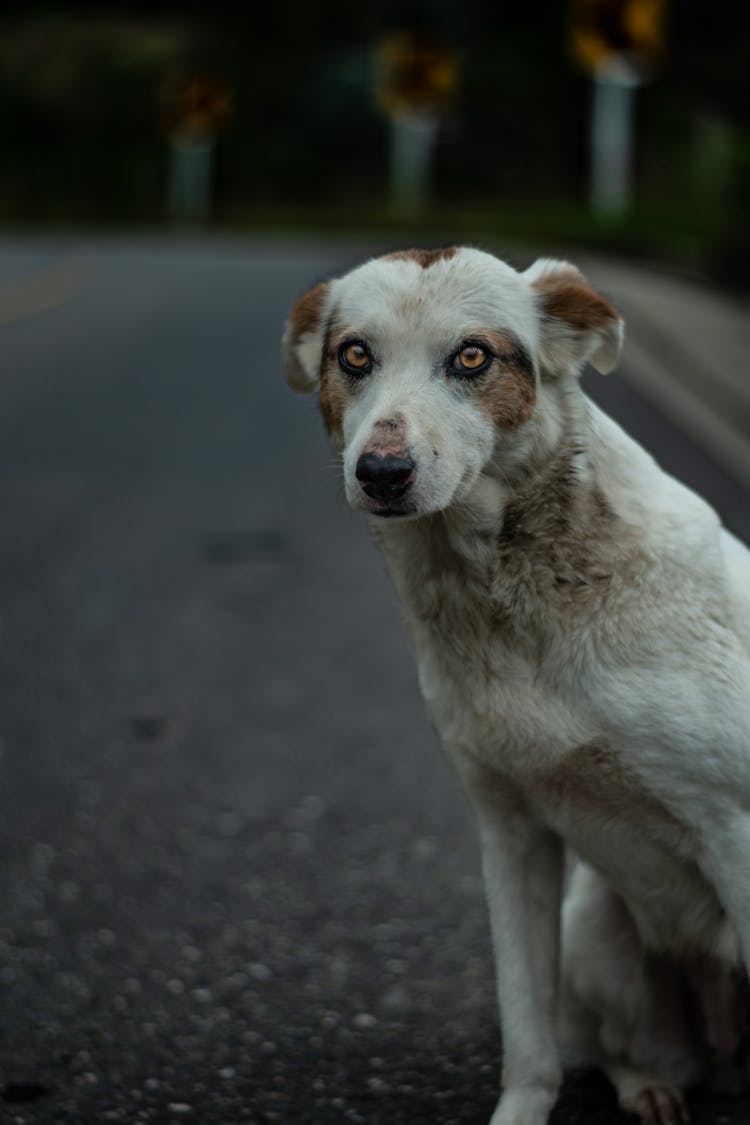 Close Up Of Dog