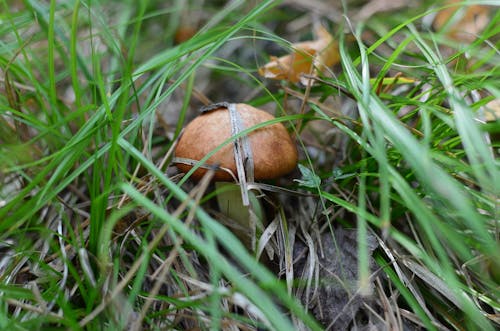 Mushroom among Grass