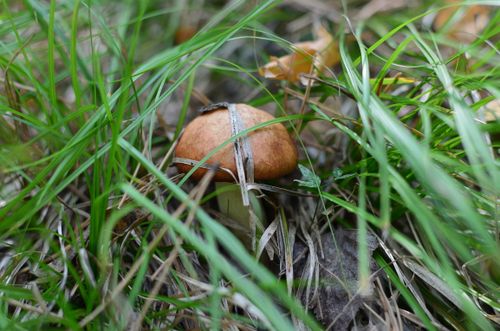Free A detailed close-up of a mushroom hidden among fresh green grass in a natural setting. Stock Photo