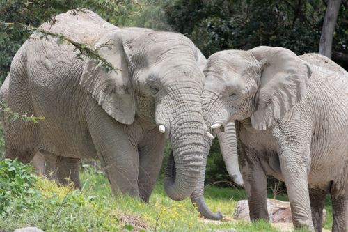 Free Two African elephants grazing in a lush, green habitat. Stock Photo