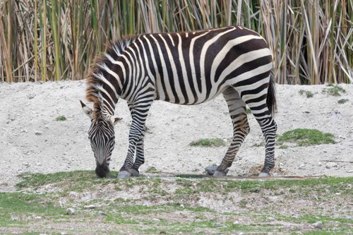 Free A zebra grazes peacefully in a natural habitat setting. Stock Photo