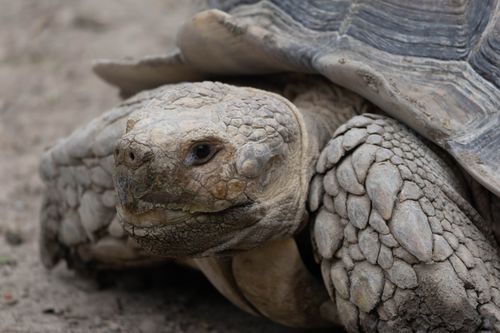 Free Detailed close-up of an African spurred tortoise's face and shell texture outdoors. Stock Photo