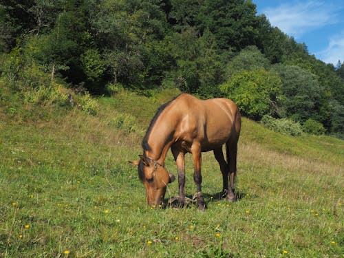 Foto stok gratis binatang, fotografi binatang, kuda coklat