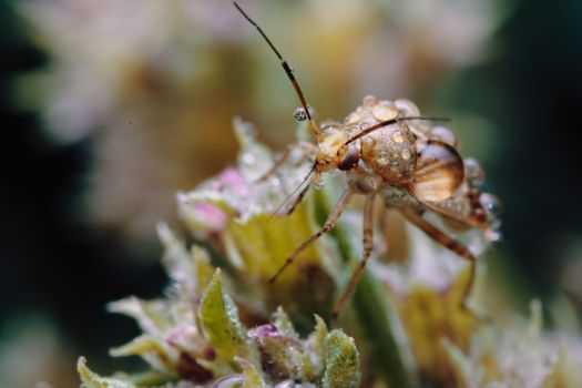 Close Up Shot of a Bug