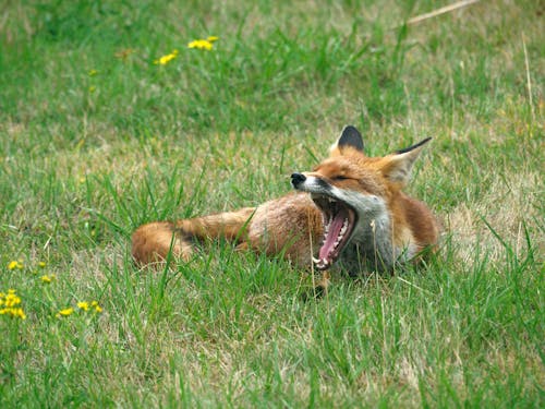 Brown Fox Lying on Green Grass Field