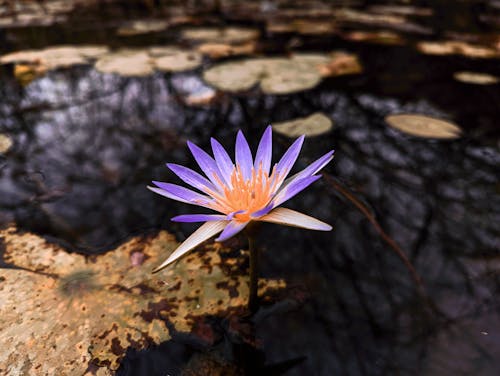 Immagine gratuita di avvicinamento, fiore viola, fioritura