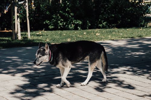 Free A Siberian Husky strolling along a shaded street in Budapest. Captured in a candid summer moment. Stock Photo