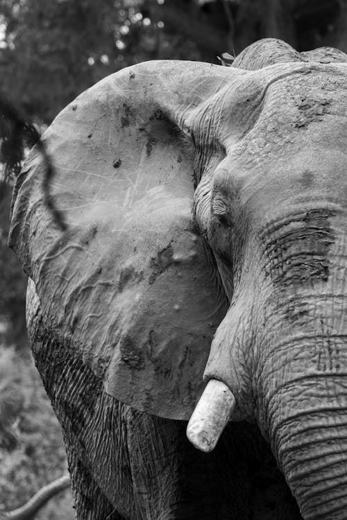 Free Elephant headshot (B&W) Stock Photo