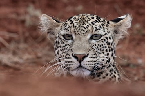 Free Leopard Headshot Stock Photo