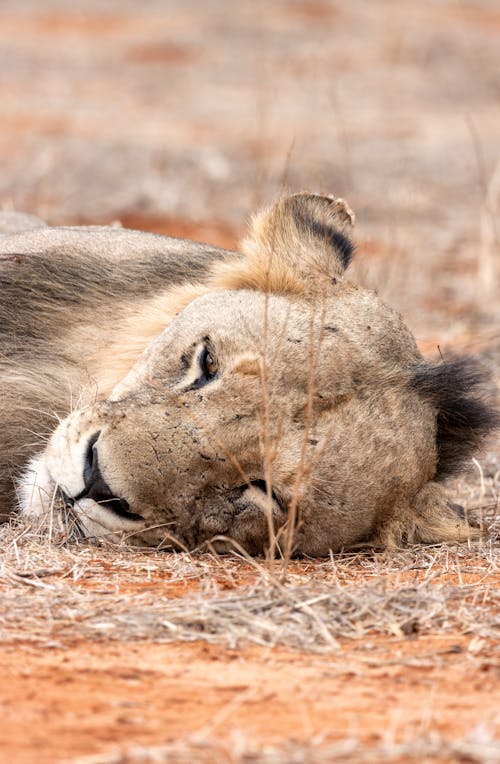 A Lion Lying on a Grassy Field