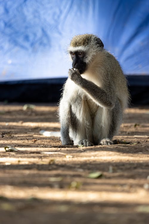 Brown Monkey Sitting on Brown Soil