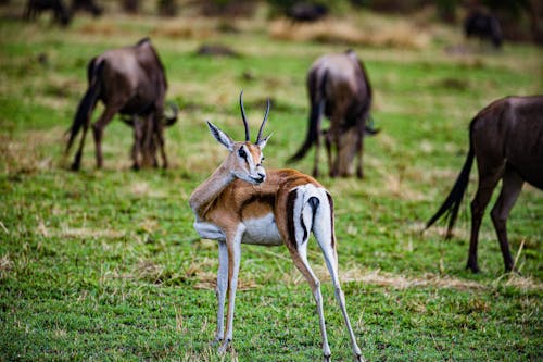 Free Brown Gazelle on Green Grass Stock Photo