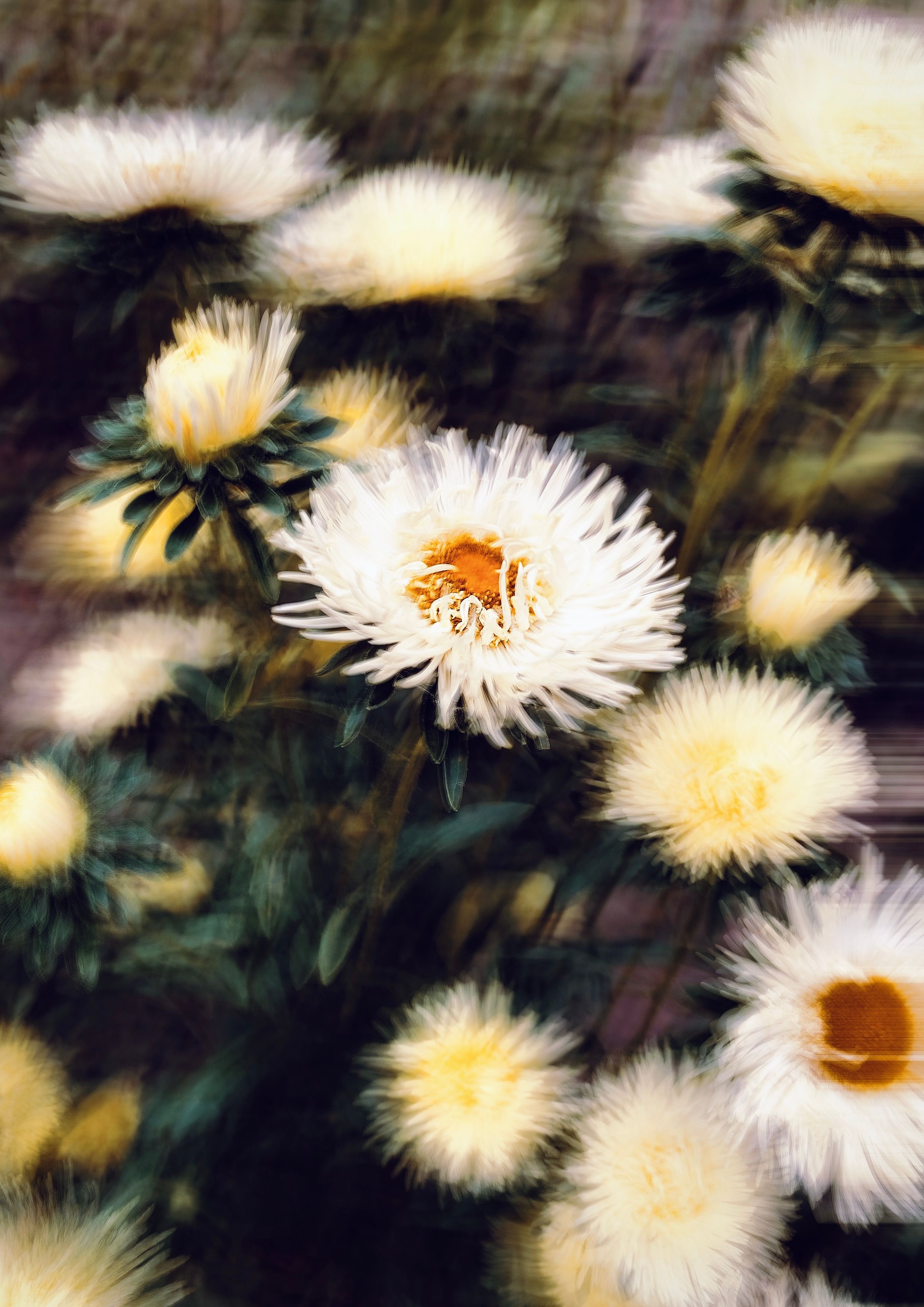 Stunning close-up of white aster flowers with soft focus, embodying nature's delicate beauty.