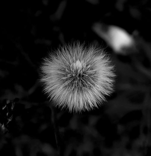 Free Artistic black and white close-up of a dandelion seed head with soft lighting. Stock Photo